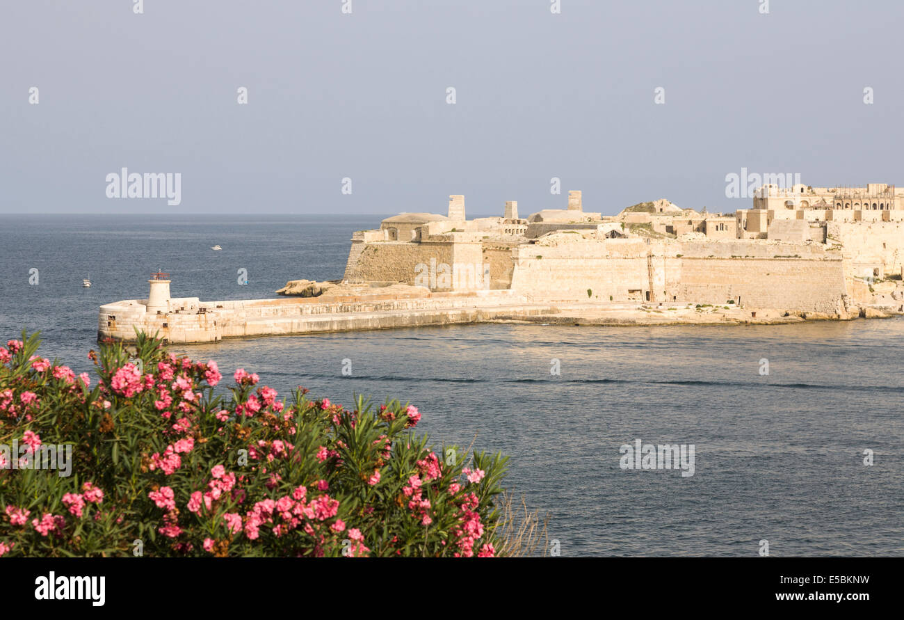 View of Gallows Point, Fort Ricasoli, Kalkara, Valletta, Malta at entrance to Grand Harbour, pink summer flowers in foreground Stock Photo