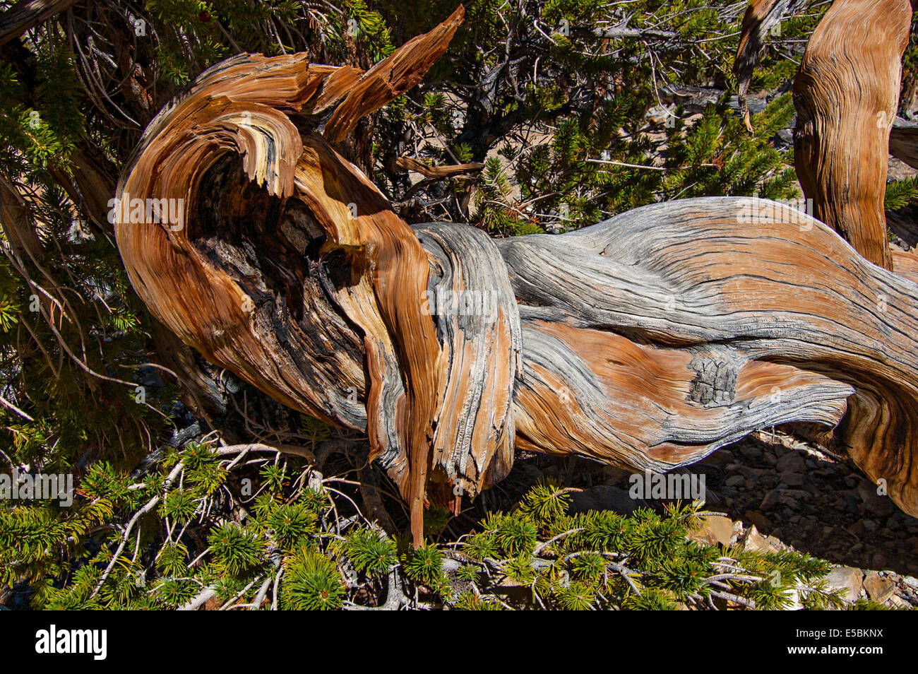 Ancient Bristlecone Pine Forest, White Mountains, California, USA Stock Photo