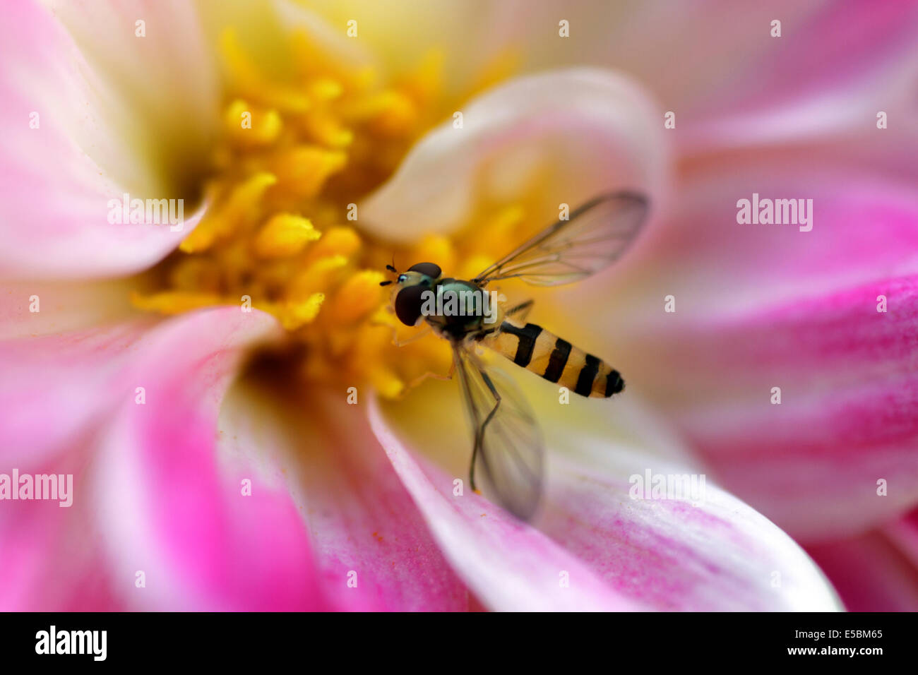 Hoverfly close-up: also called flower flies or syrphid flies, hoverflies make up the insect family Syrphidae Stock Photo