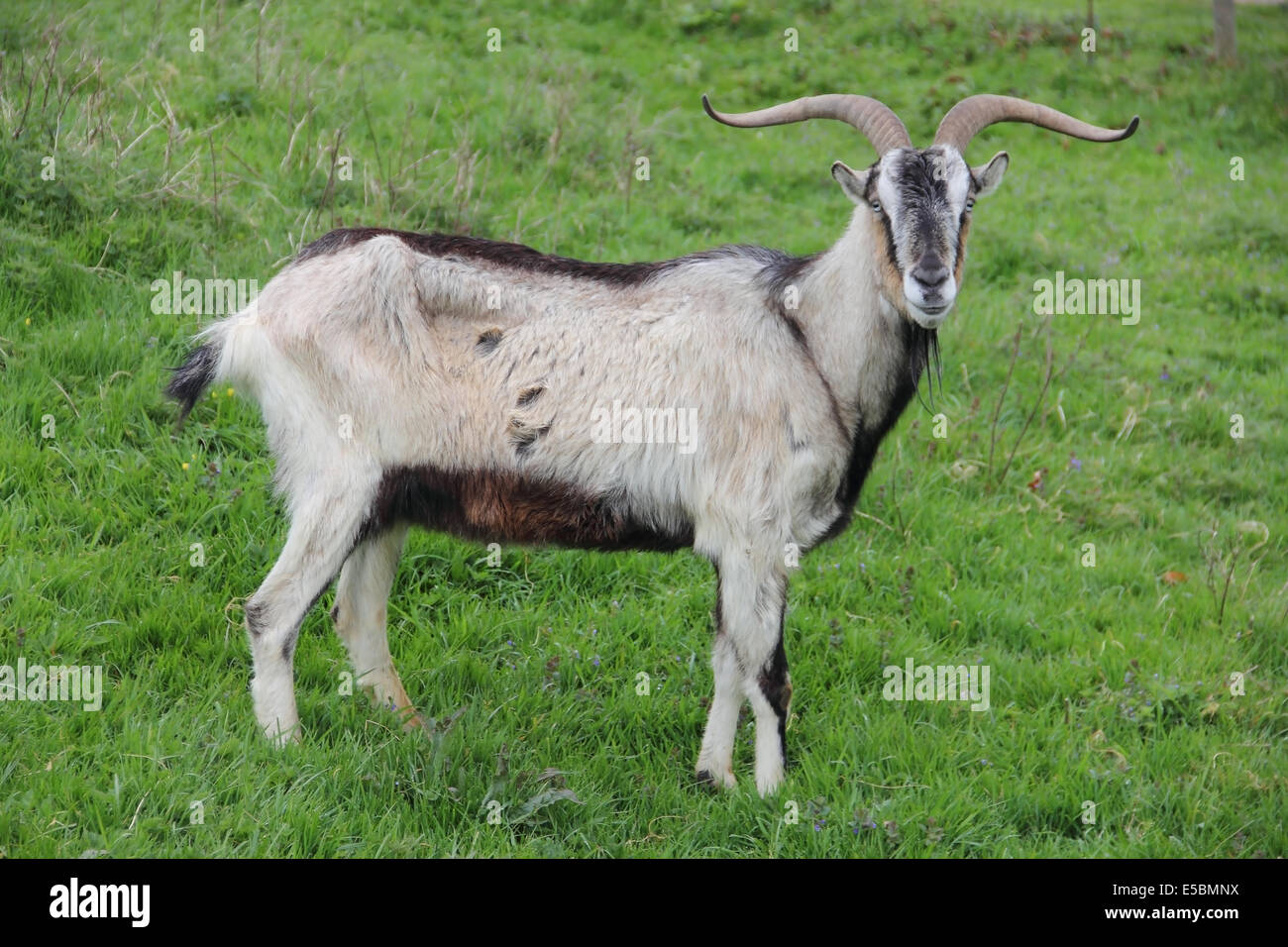 Gray male goat greezing on fresh green grass Stock Photo