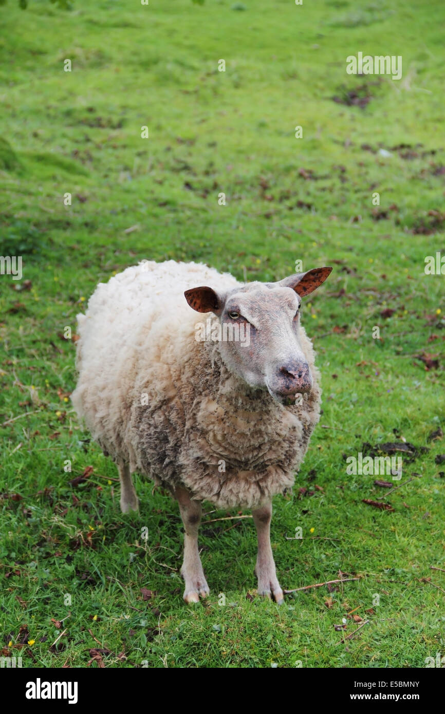White domestic Sheep greezing in green meadow Stock Photo - Alamy
