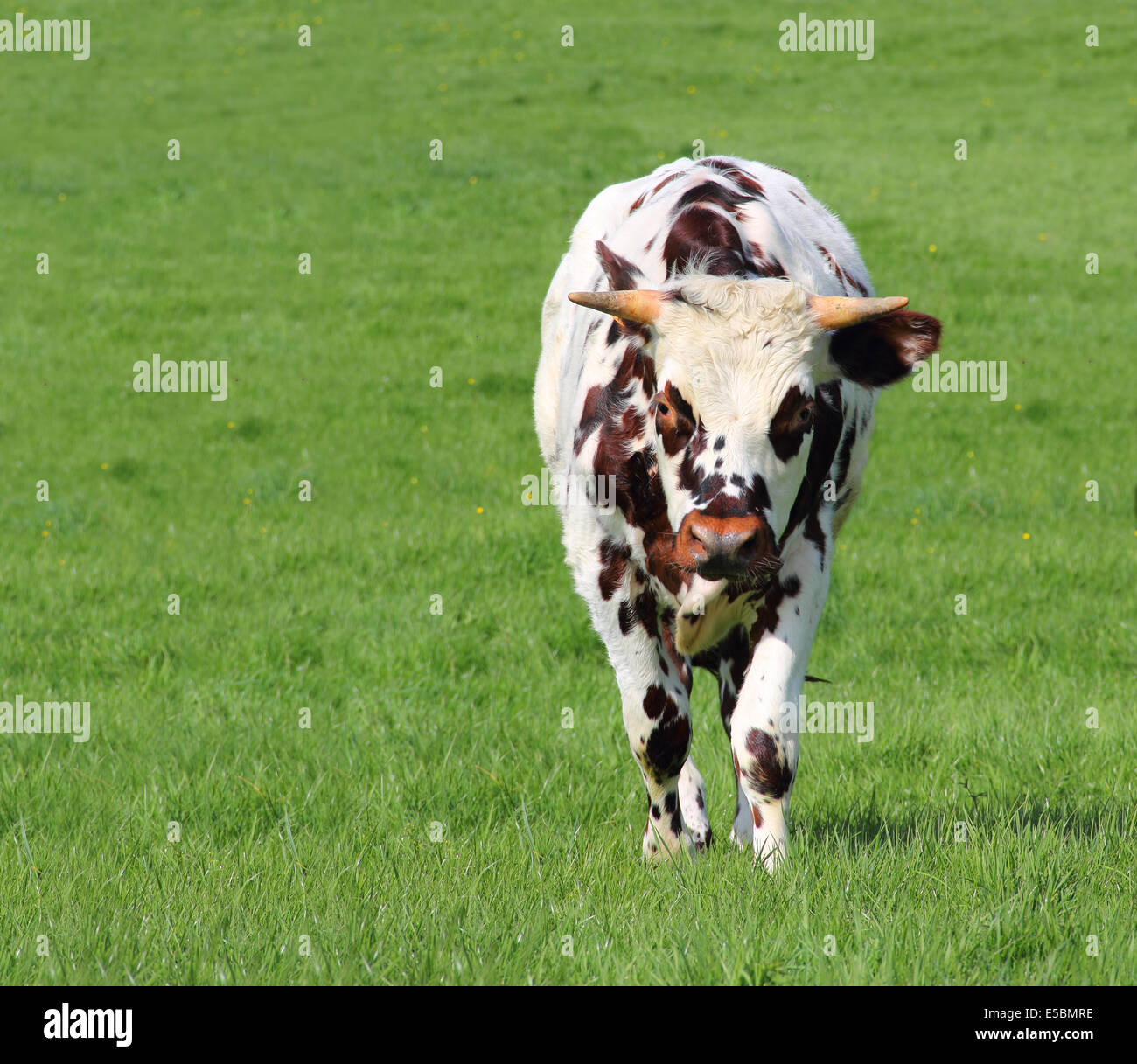 Cow green hires stock photography and images Alamy