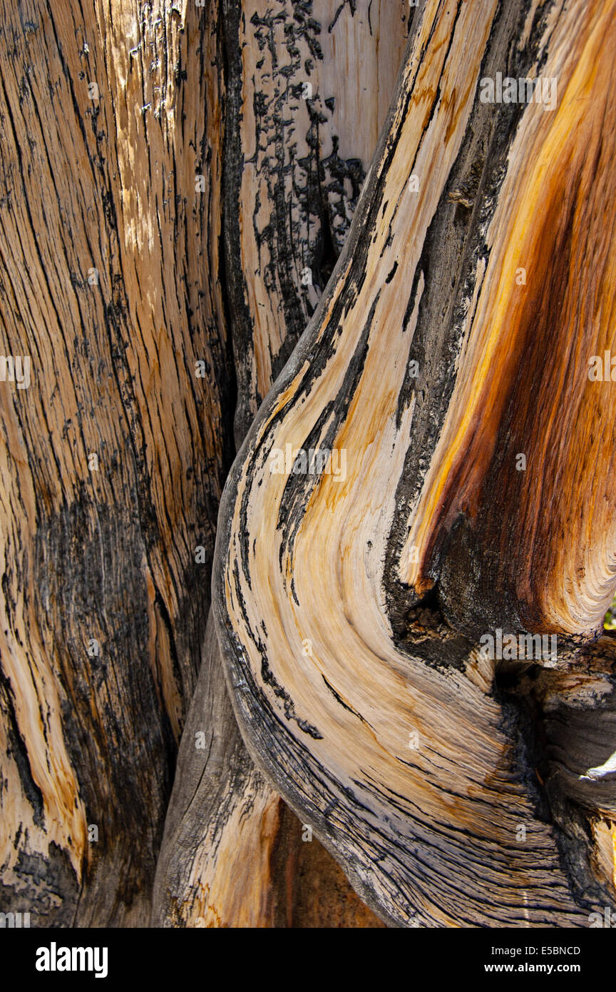 Ancient Bristlecone Pine Forest, White Mountains, California, USA Stock Photo