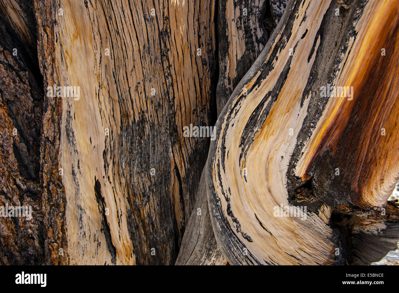 Ancient Bristlecone Pine Forest, White Mountains, California, USA Stock Photo