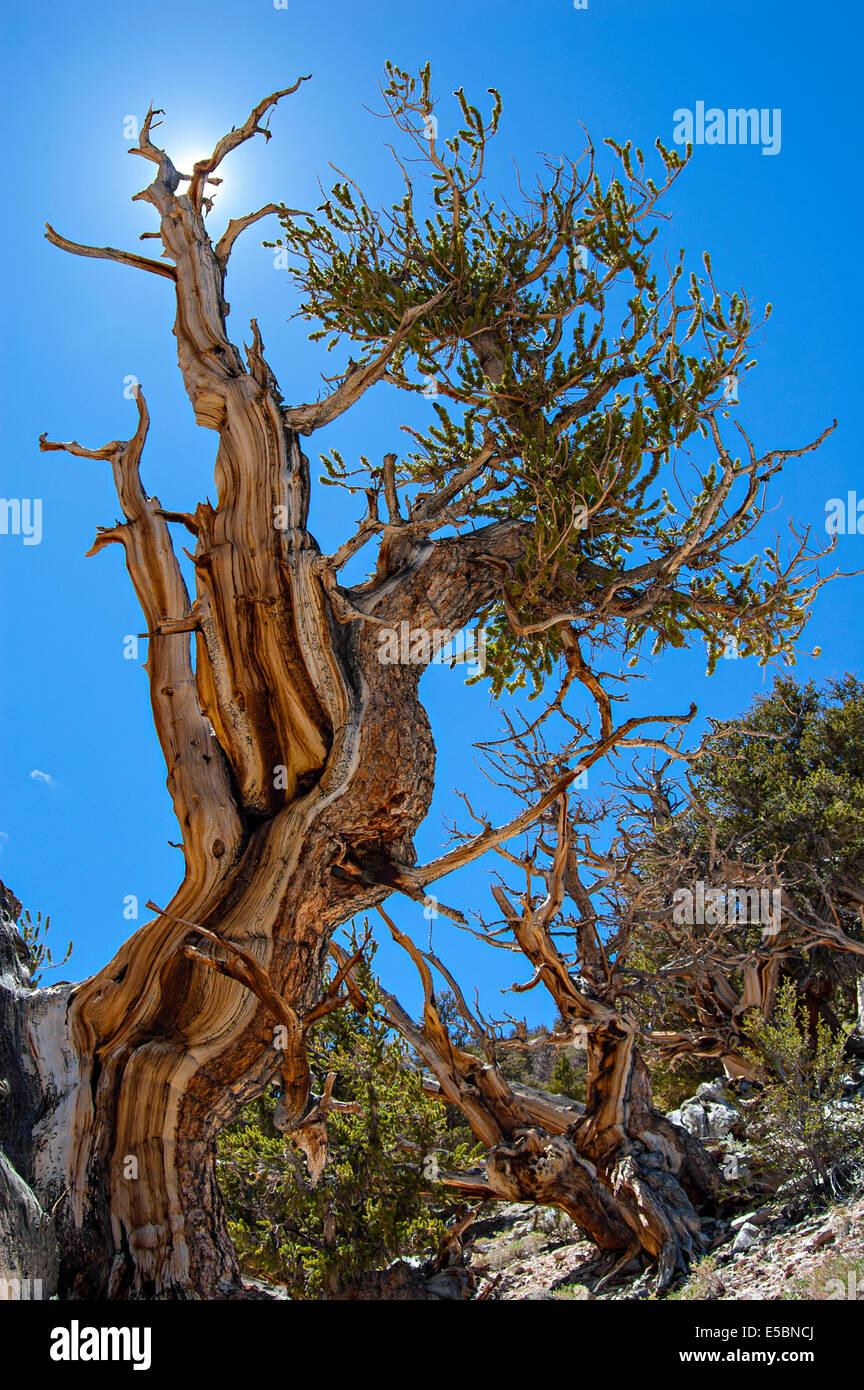 Ancient Bristlecone Pine Forest, White Mountains, California, USA Stock Photo