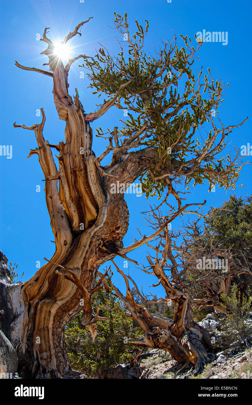 Methuselah bristlecone pine california hi-res stock photography and ...
