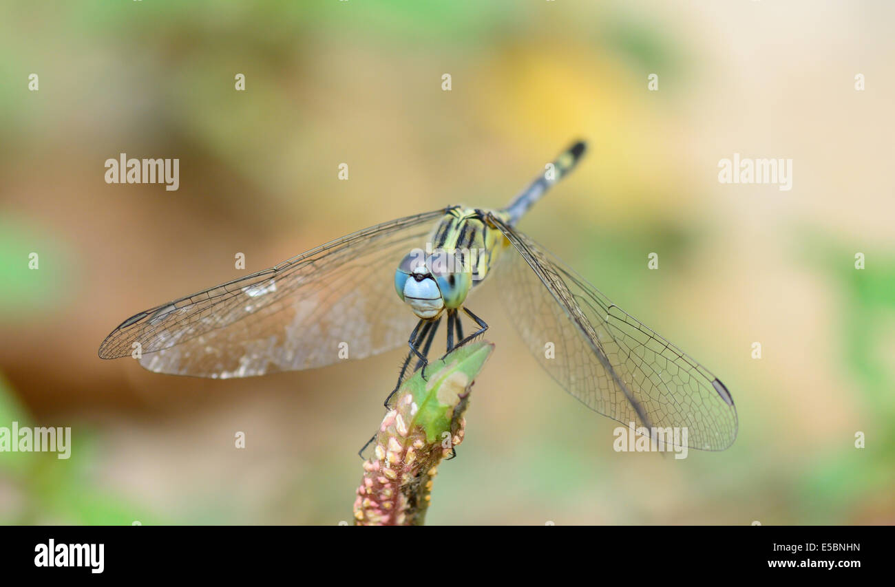 macro of blue yellow dragonfly standing on green branch ; selective ...