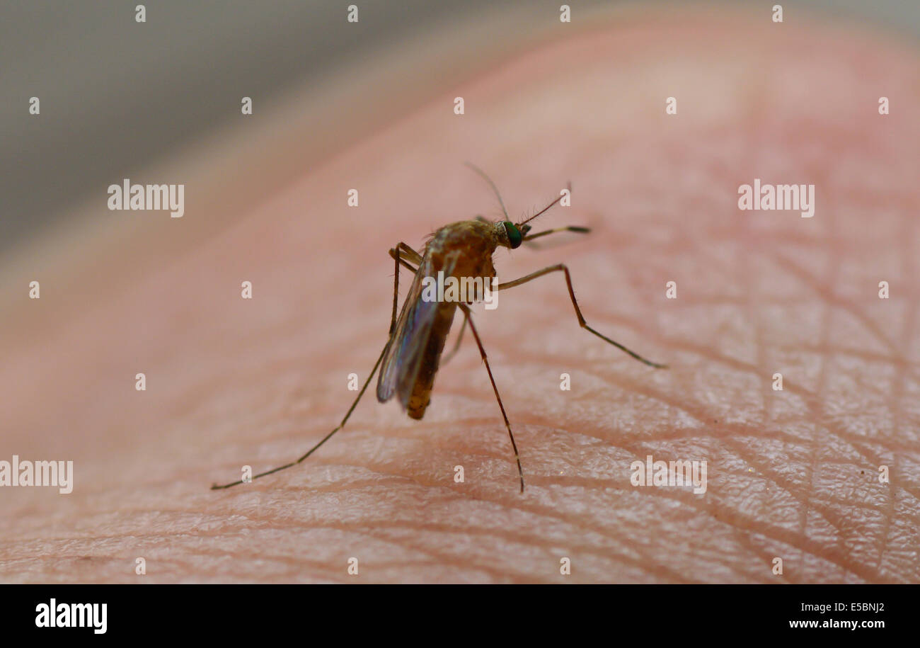 closeup of mosquito stand and prepare suck blood from human skin  ; selective focus at eye Stock Photo