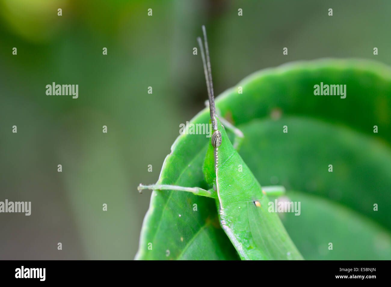 macro of grasshopper hanging on green leaf ; selective focus at eyes  with  blur background Stock Photo