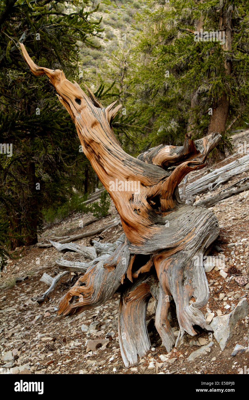 A dead bristlecone pine in the Ancient Bristlecone Pine tree Schulman grove in the White mountains of California Stock Photo