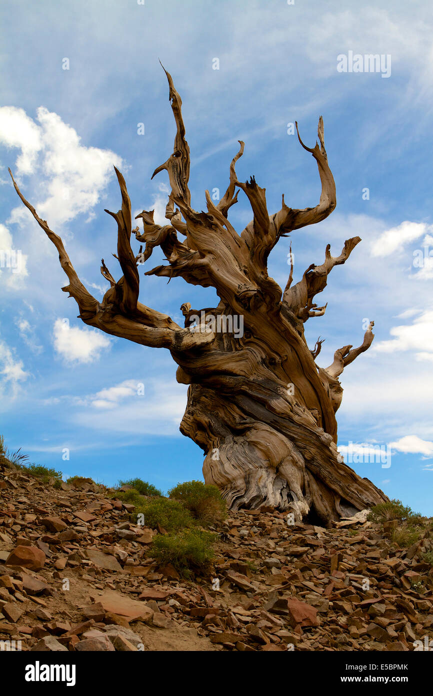 Ancient Bristlecone Pine tree in the White mountains of California Stock Photo