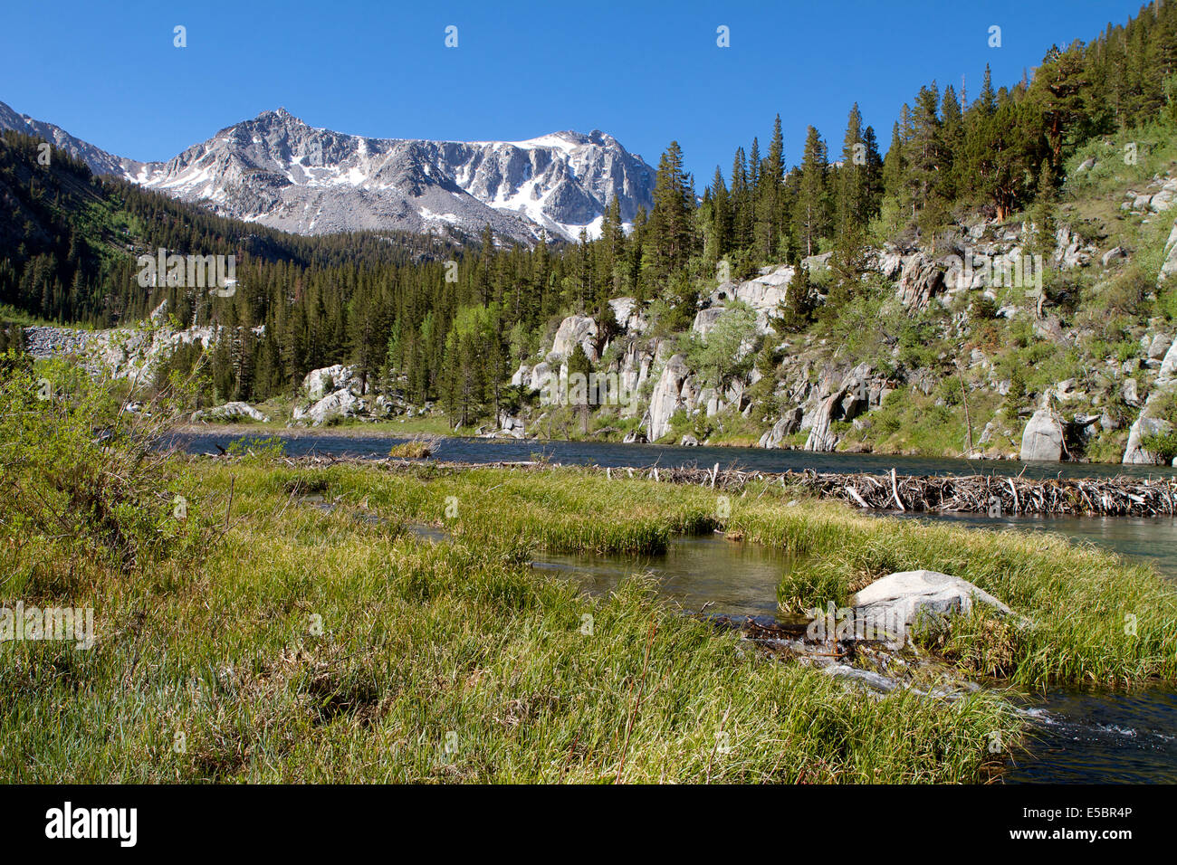 A beavers dam on McGee creek in the Sierra Nevada Mountains California Stock Photo