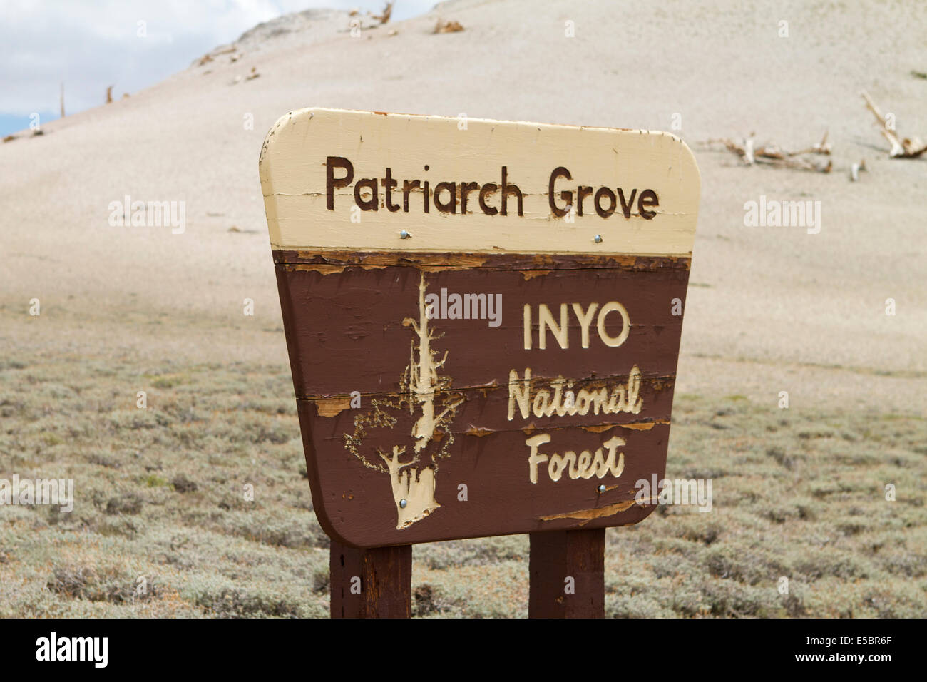 Patriarch Bristlecone Grove in the white mountains of the Inyo National Forest Stock Photo
