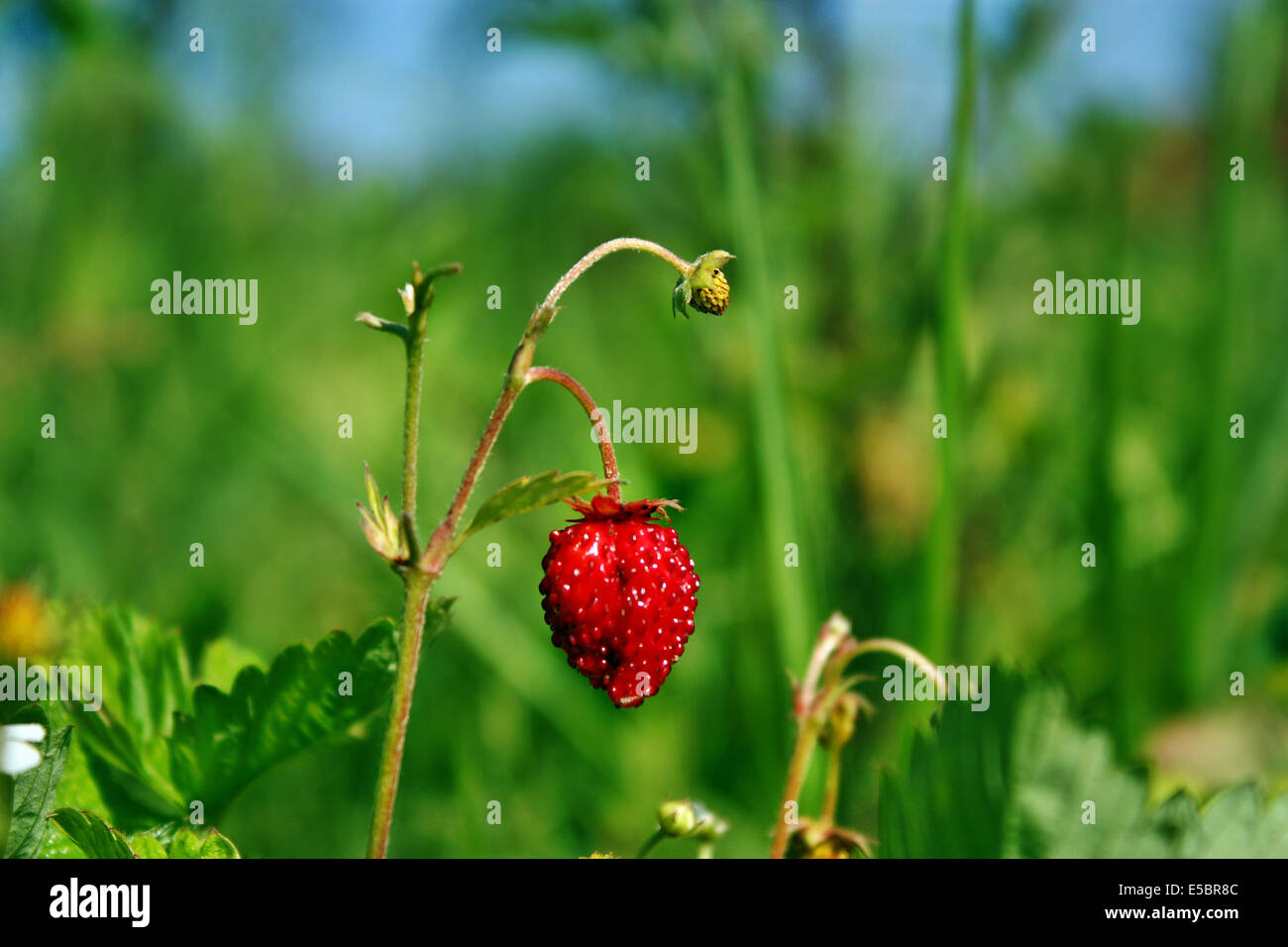 Wild strawberry growing in the background of blue sky Stock Photo - Alamy