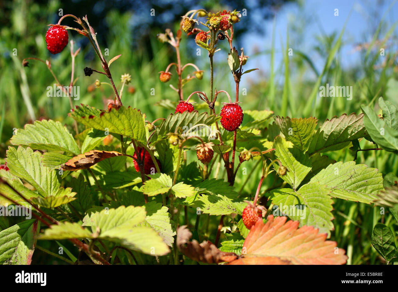 Wild strawberry growing in the background of blue sky Stock Photo - Alamy