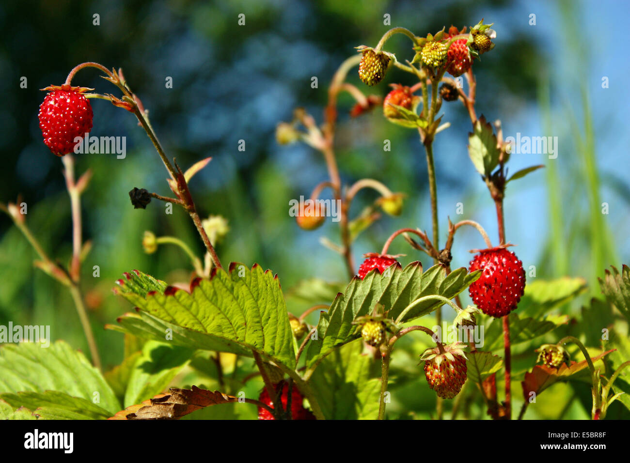 Small red ripe wild hi-res stock photography and images - Alamy
