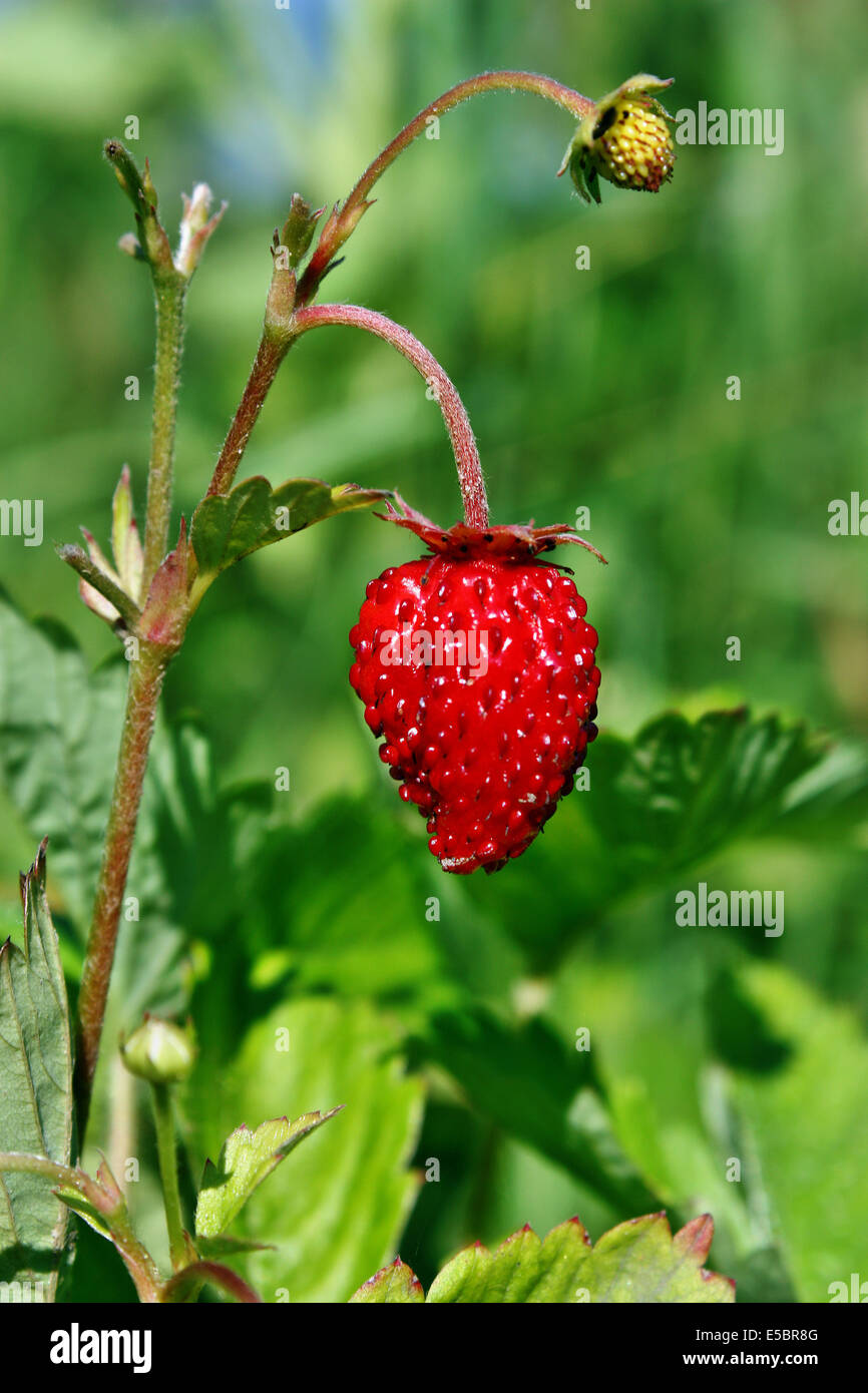 Ripe wild strawberry growing in the garden Stock Photo - Alamy