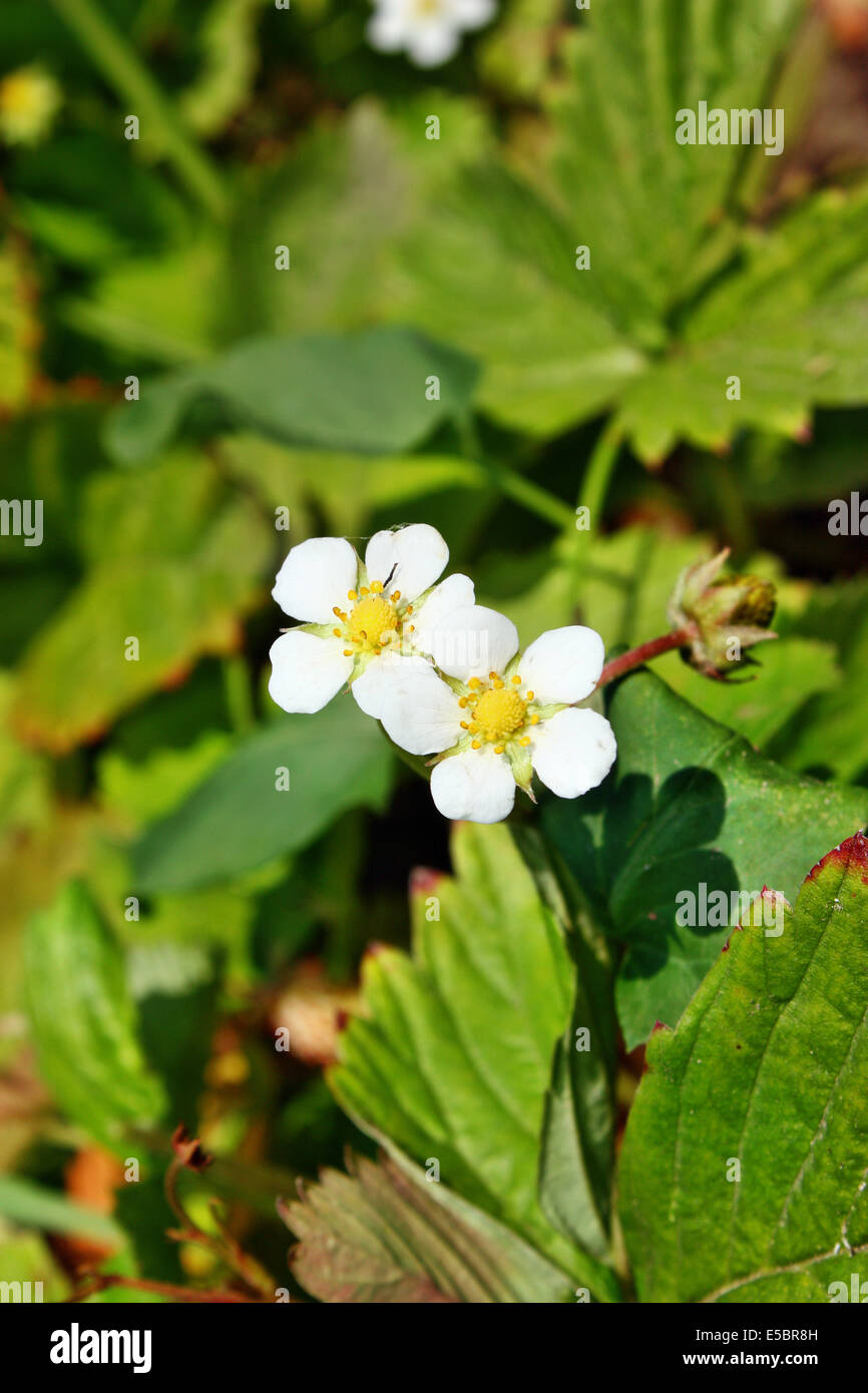 Flower wild strawberry grow in the forest Stock Photo - Alamy