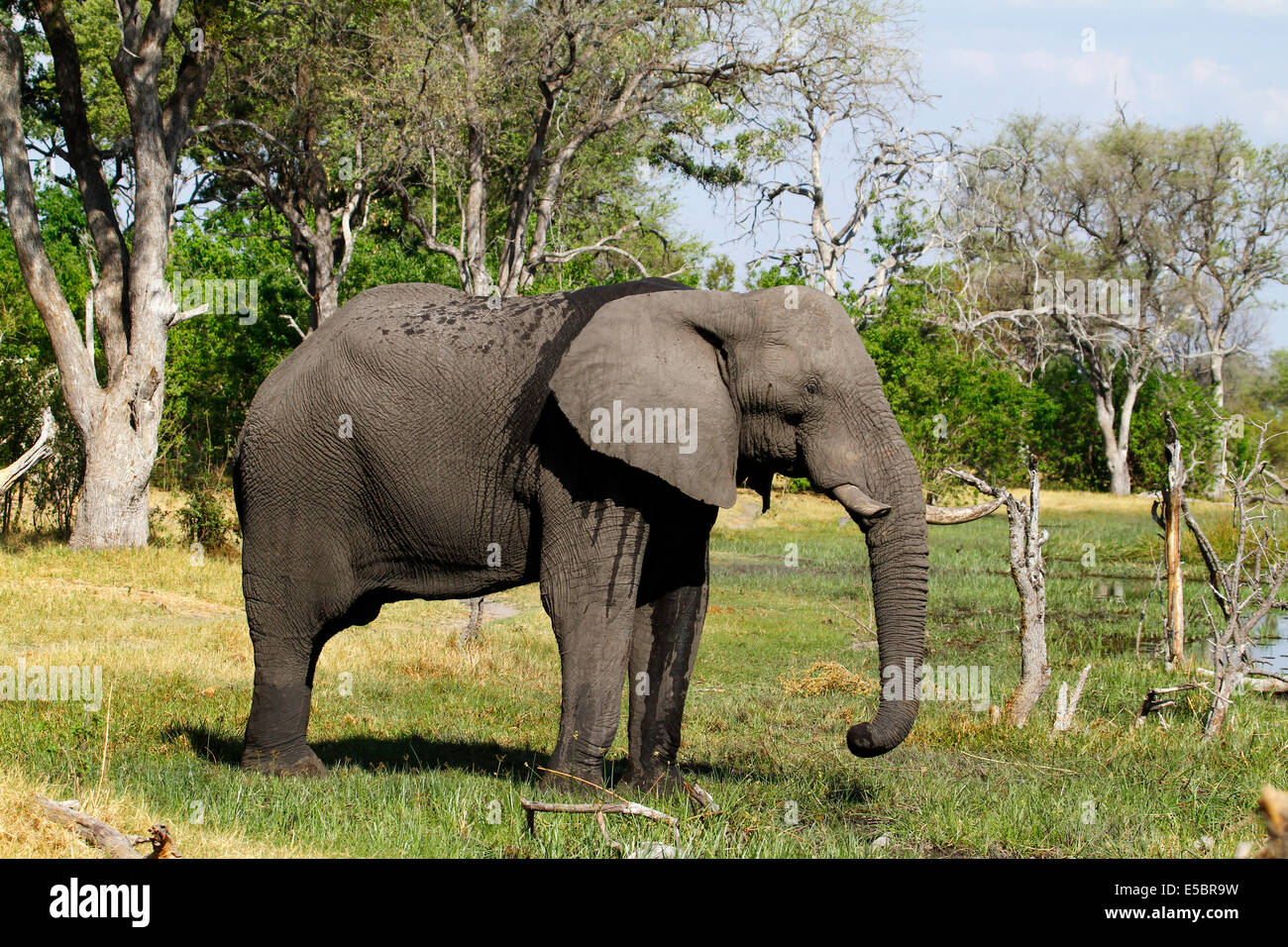 Elephants in & around a private campsite in Savuti Botswana, drinking