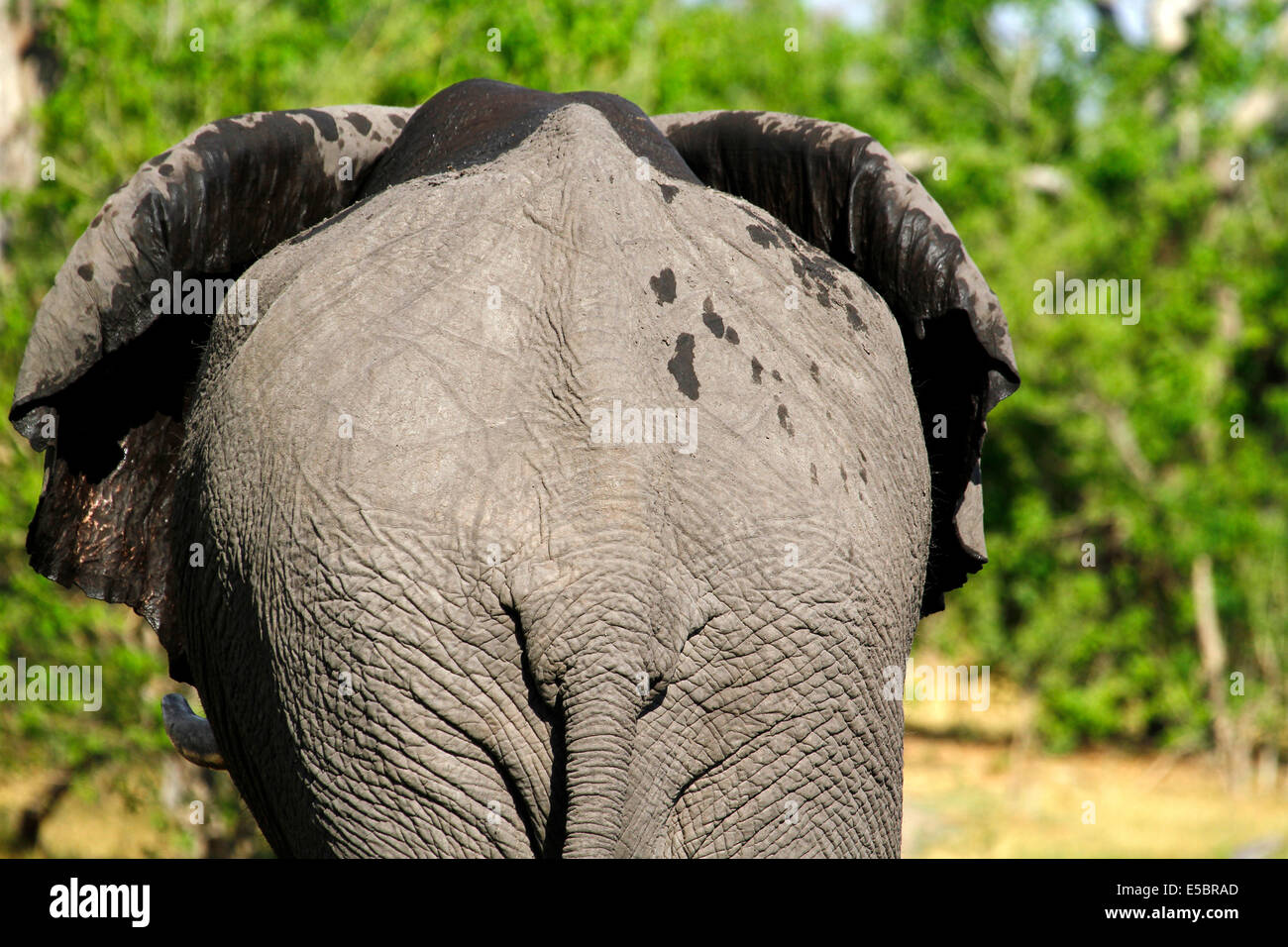 Elephants in & around a private campsite in Savuti Botswana, rear end