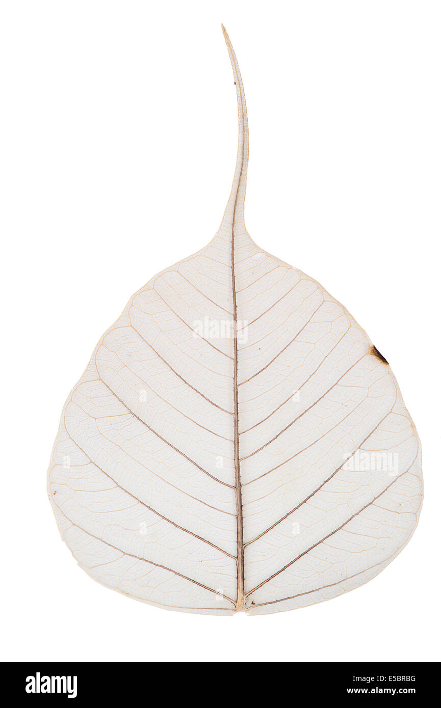 The leaf stem hi-res stock photography and images - Alamy