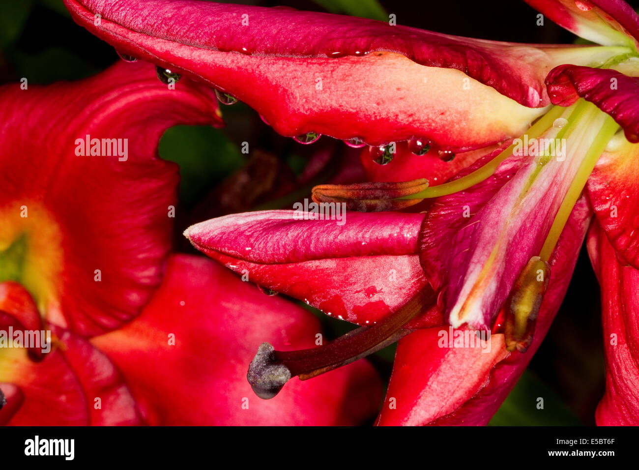 Close image of Lilly flower with stamen and water droplets. Stock Photo