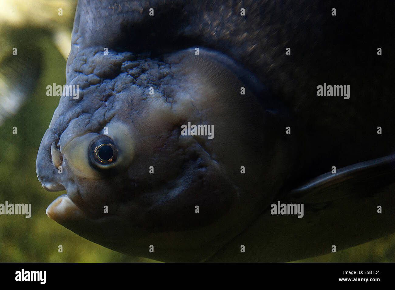 Black pacu Piaractus brachypomus, Characidae, Amazonas Basin, SouthAmerica, fishes fish Stock Photo