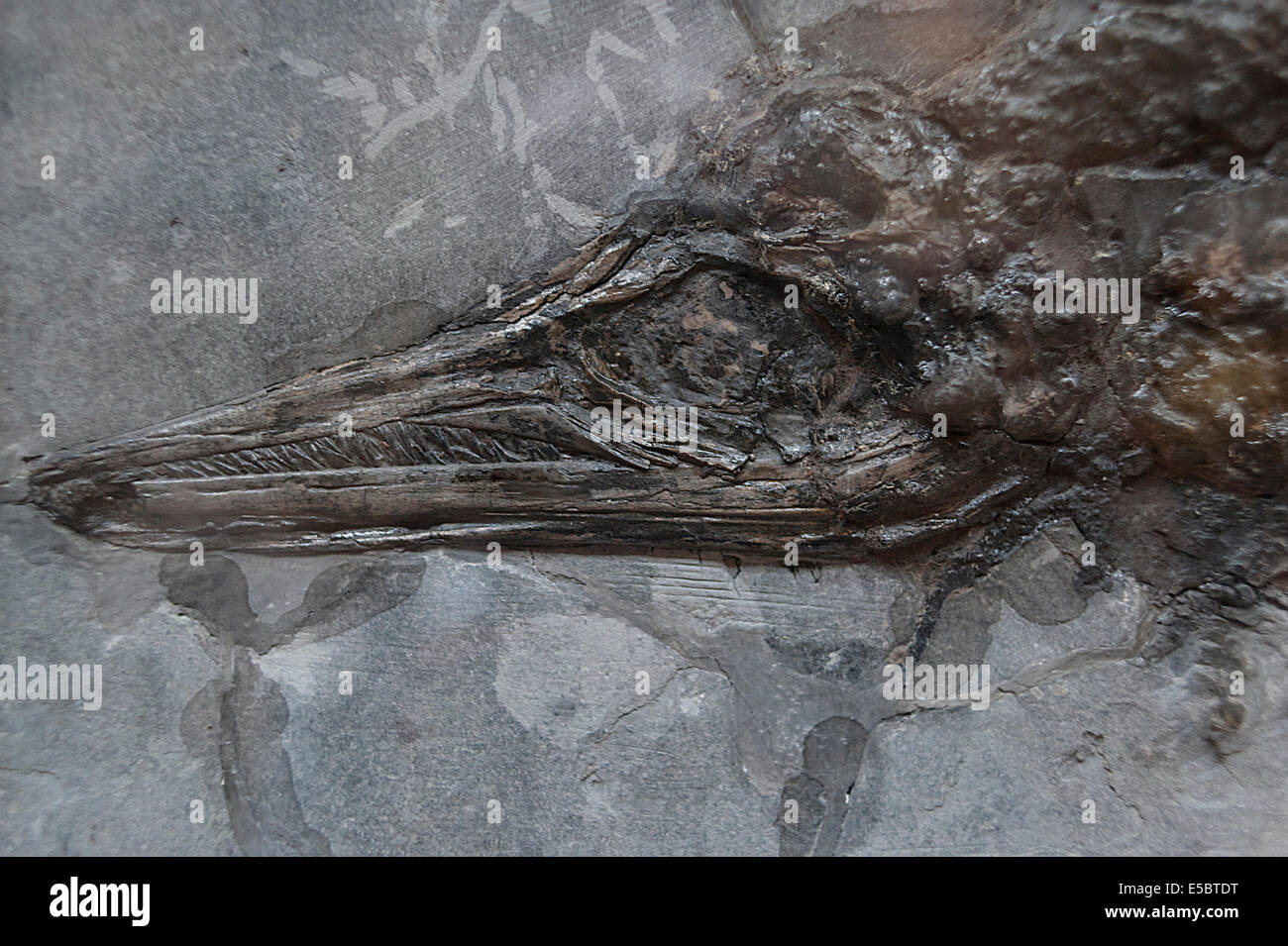 Marine reptile Ichthyosaurus sp., Lower Jurassic, Lyme Regis, Dorset Stock Photo