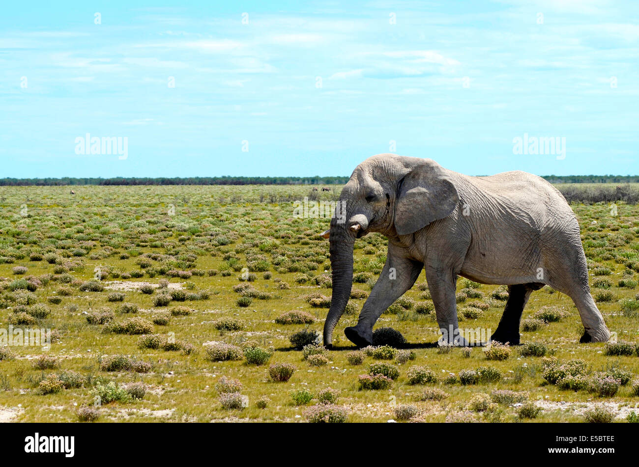An old bull elephant walking in the plains of Etosha Stock Photo