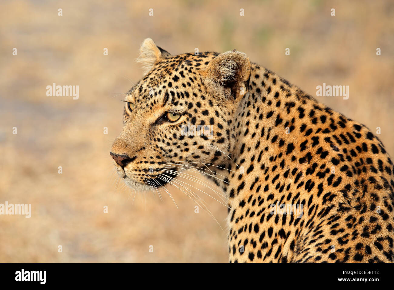 Portrait of a leopard (Panthera pardus), Sabie-Sand nature reserve, South Africa Stock Photo