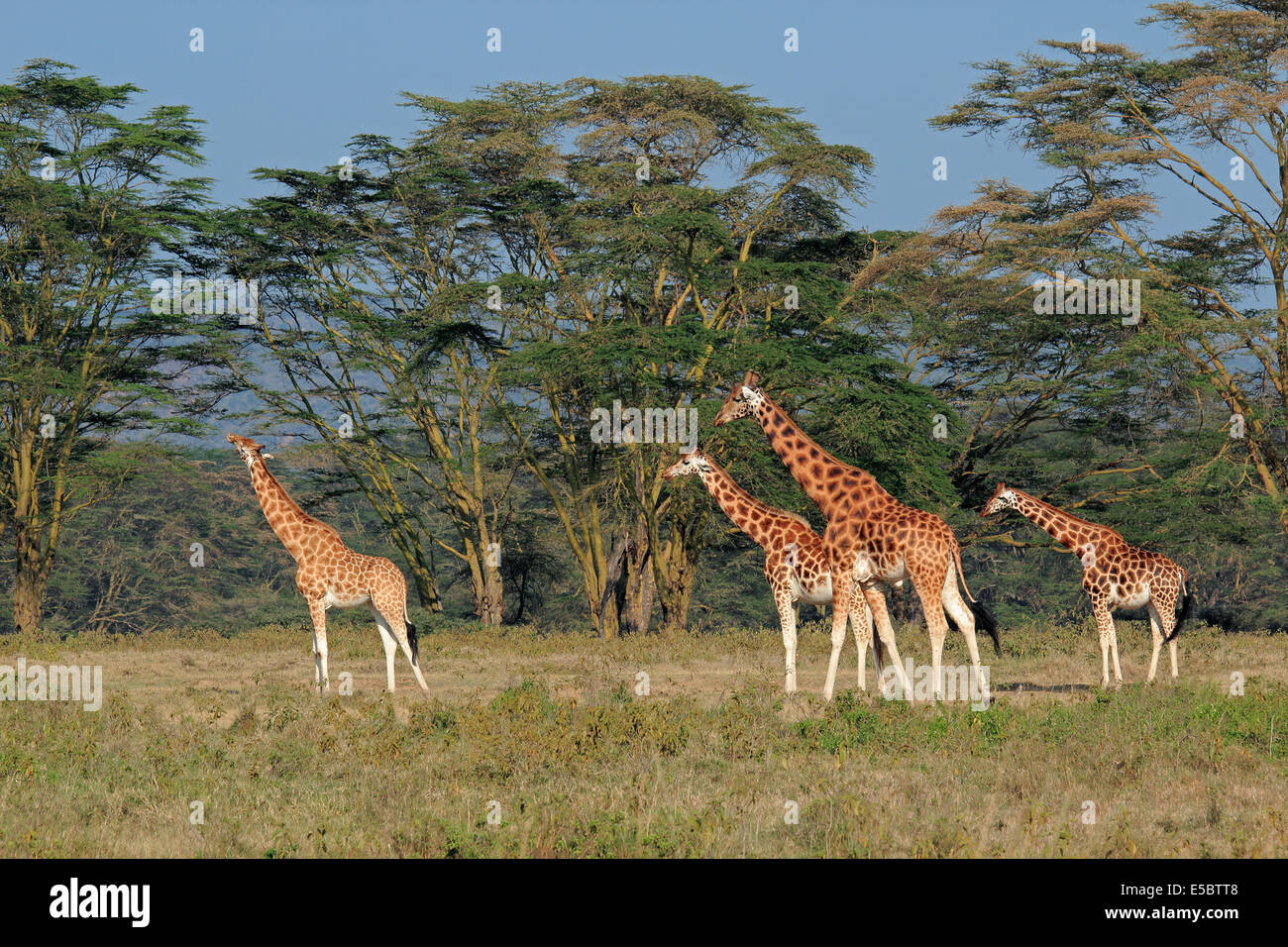 Rare Rothschilds giraffes (Giraffa camelopardalis rothschildi), Lake Nakuru National Park, Kenya Stock Photo