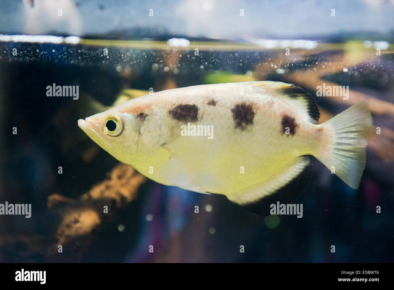 aquarium fish - archer fish (Toxotes jaculatrix) Stock Photo