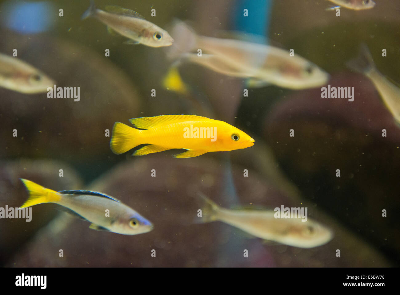 aquarium fish - Neolaprologus leleupi Stock Photo