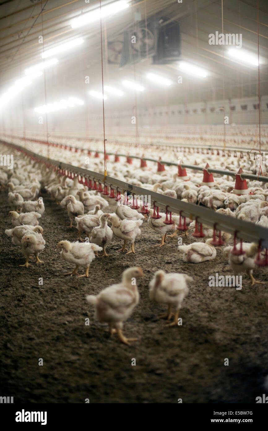 Chickens in the livestock pen at a chicken farm that uses no antibiotics in their rearing. Eindhoven, Holland Stock Photo