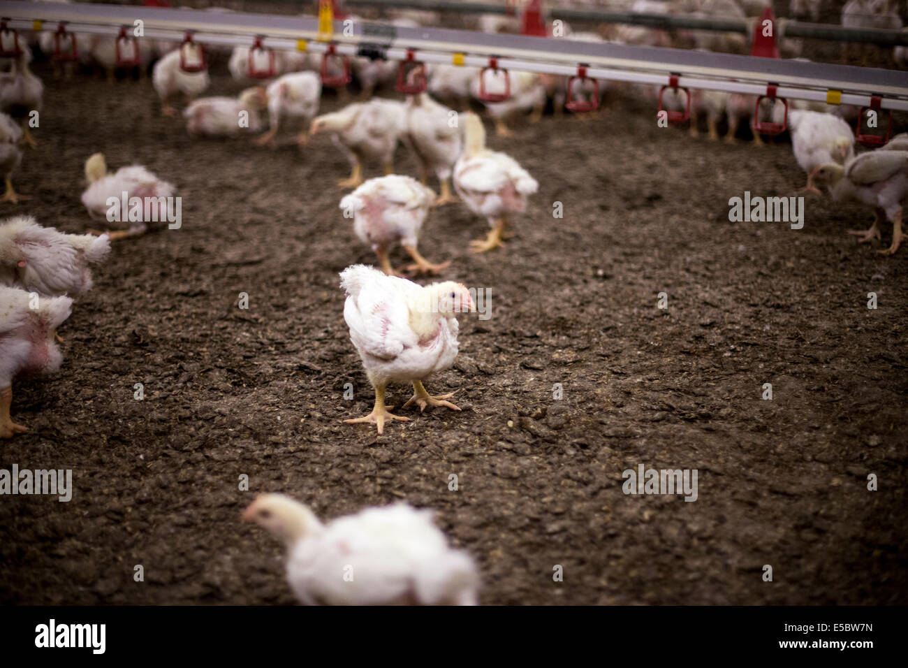 Chickens in the livestock pen at a chicken farm that uses no antibiotics in their rearing. Eindhoven, Holland Stock Photo