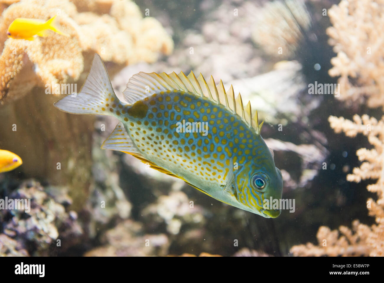 saltwater fish - Orange spotted spinefoot - Siganus guttatus Stock Photo