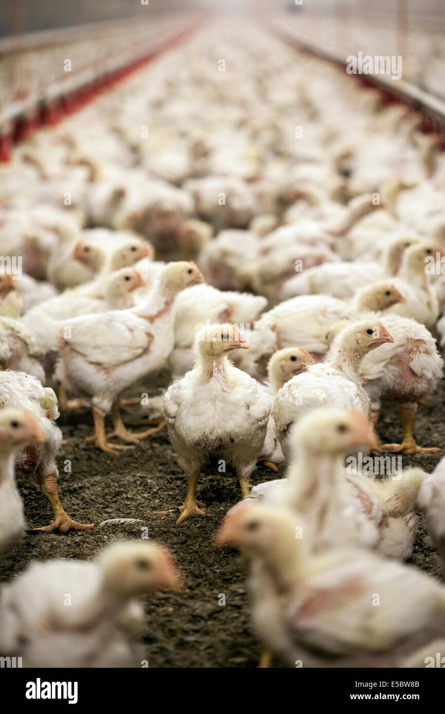 Chickens in the livestock pen at a chicken farm that uses no antibiotics in their rearing. Eindhoven, Holland Stock Photo