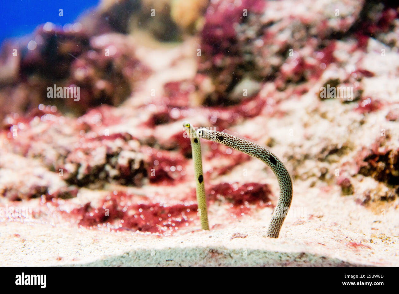saltwater fish Spotted Garden Eels - Heteroconger hassi Stock Photo