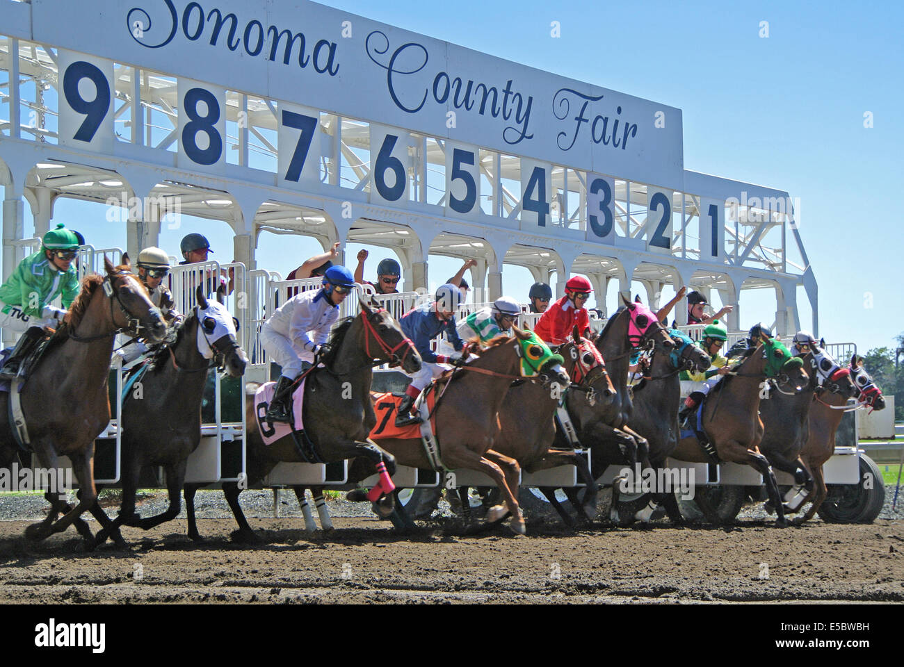 Santa Rosa, California, USA. 26th July, 2014. Thourbread horses break from the starting gate in the 5th race of the Sonoma County fair on Saturlday. Credit:  Bob Kreisel/Alamy Live News Stock Photo