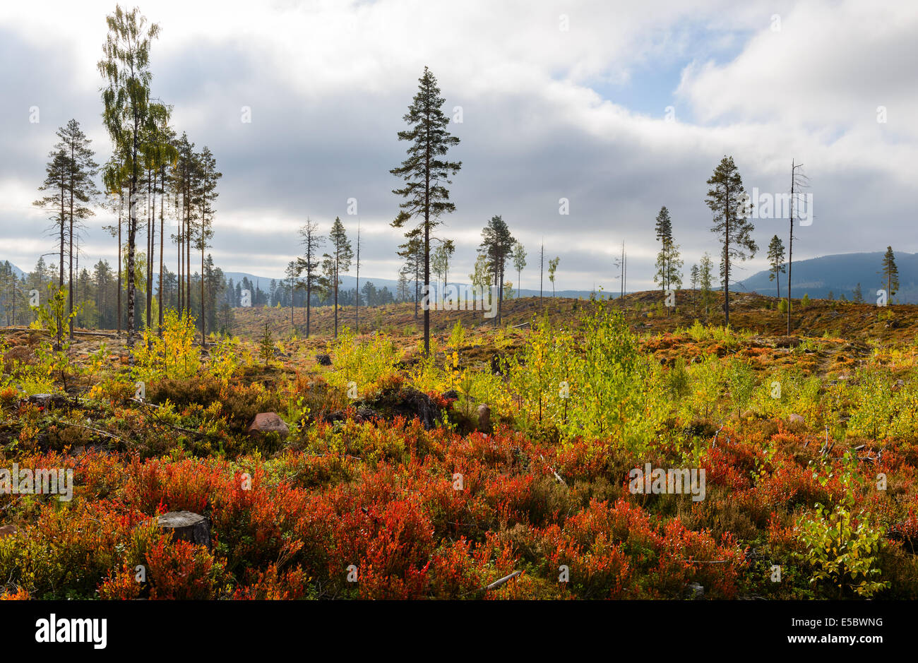 Clear cut forest in autumn colors Stock Photo