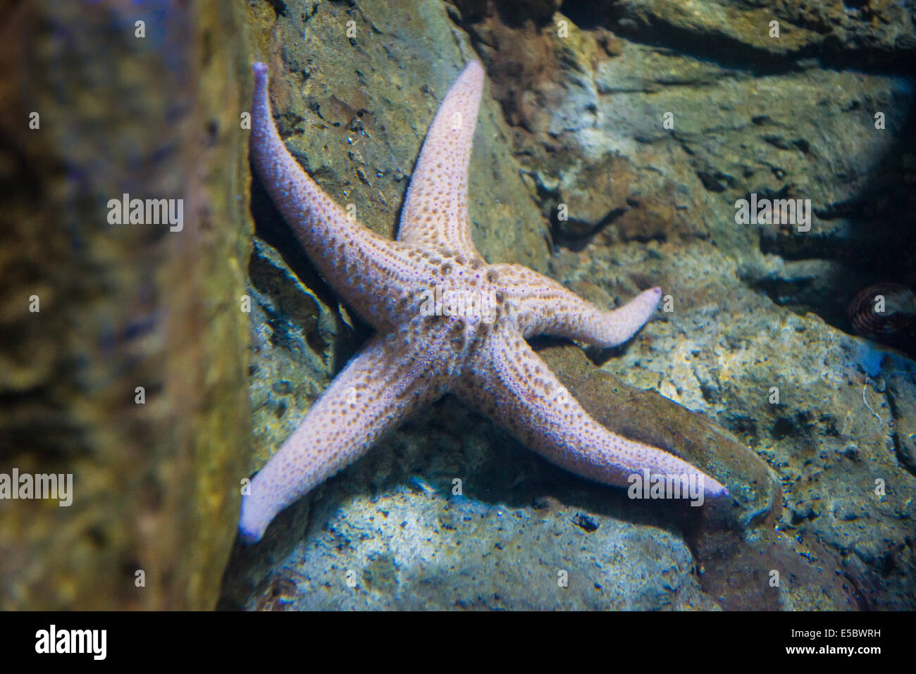 saltwater animal starfish - Pisaster brevispinus Stock Photo