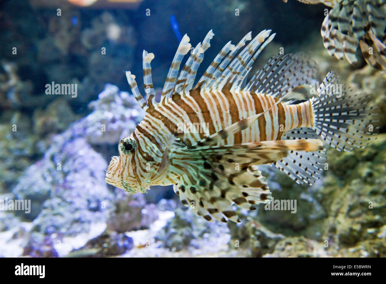 dangerous fish Red firefish - Pterois volitans Stock Photo