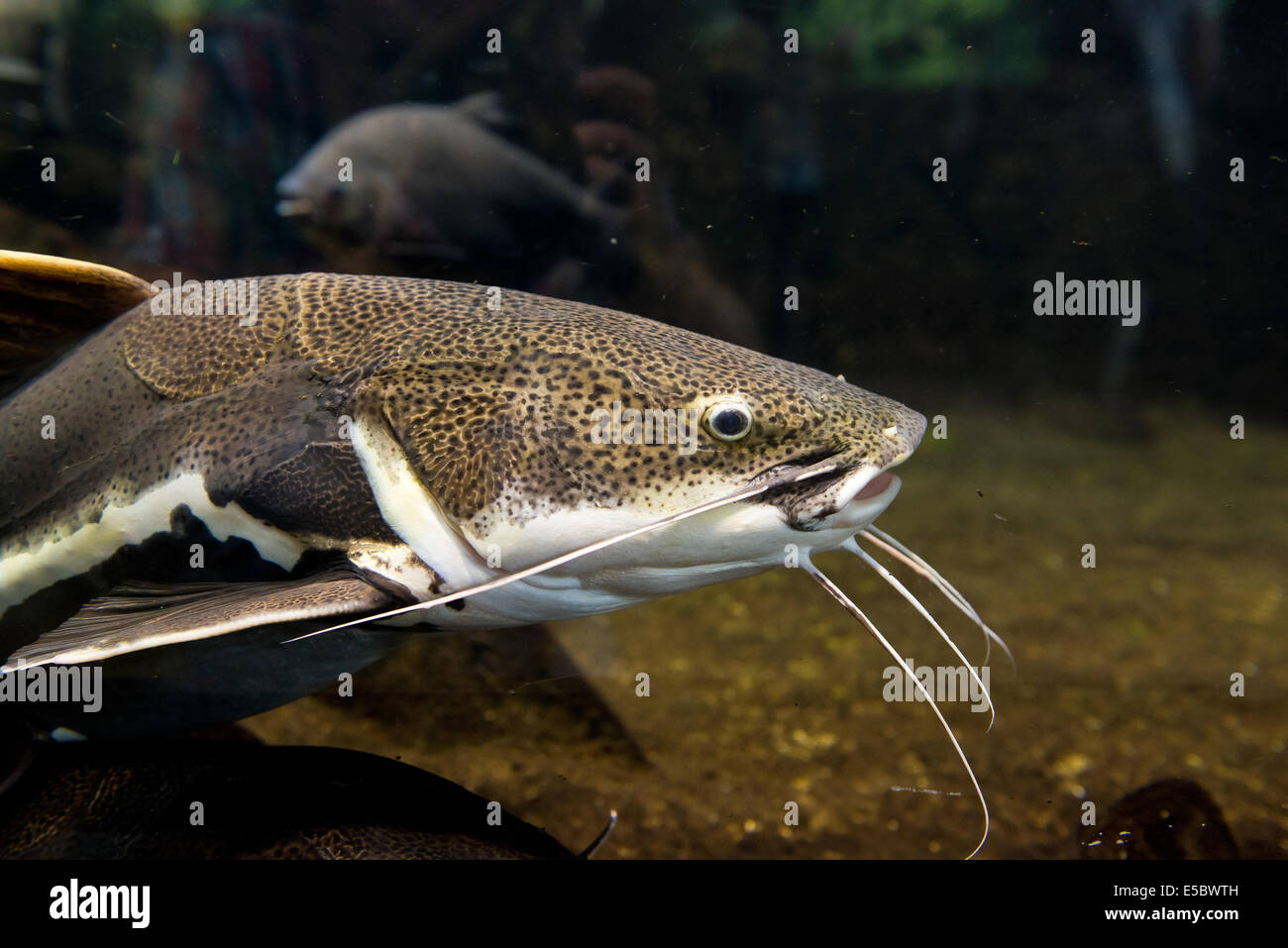 freshwater fish red tail catfish - Phractocephalus hemioliopterus Stock Photo