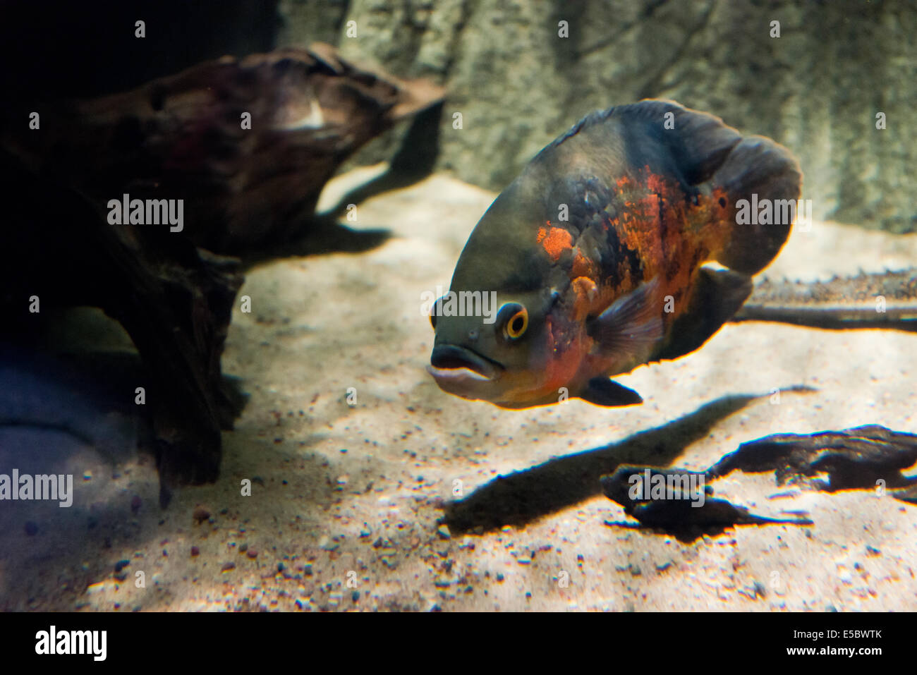 Oscar Fish - Astronotus ocellatus Stock Photo
