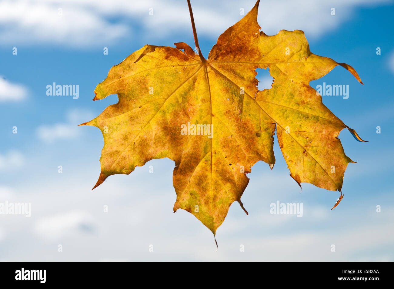 Orange and yellow maple tree hi-res stock photography and images - Alamy