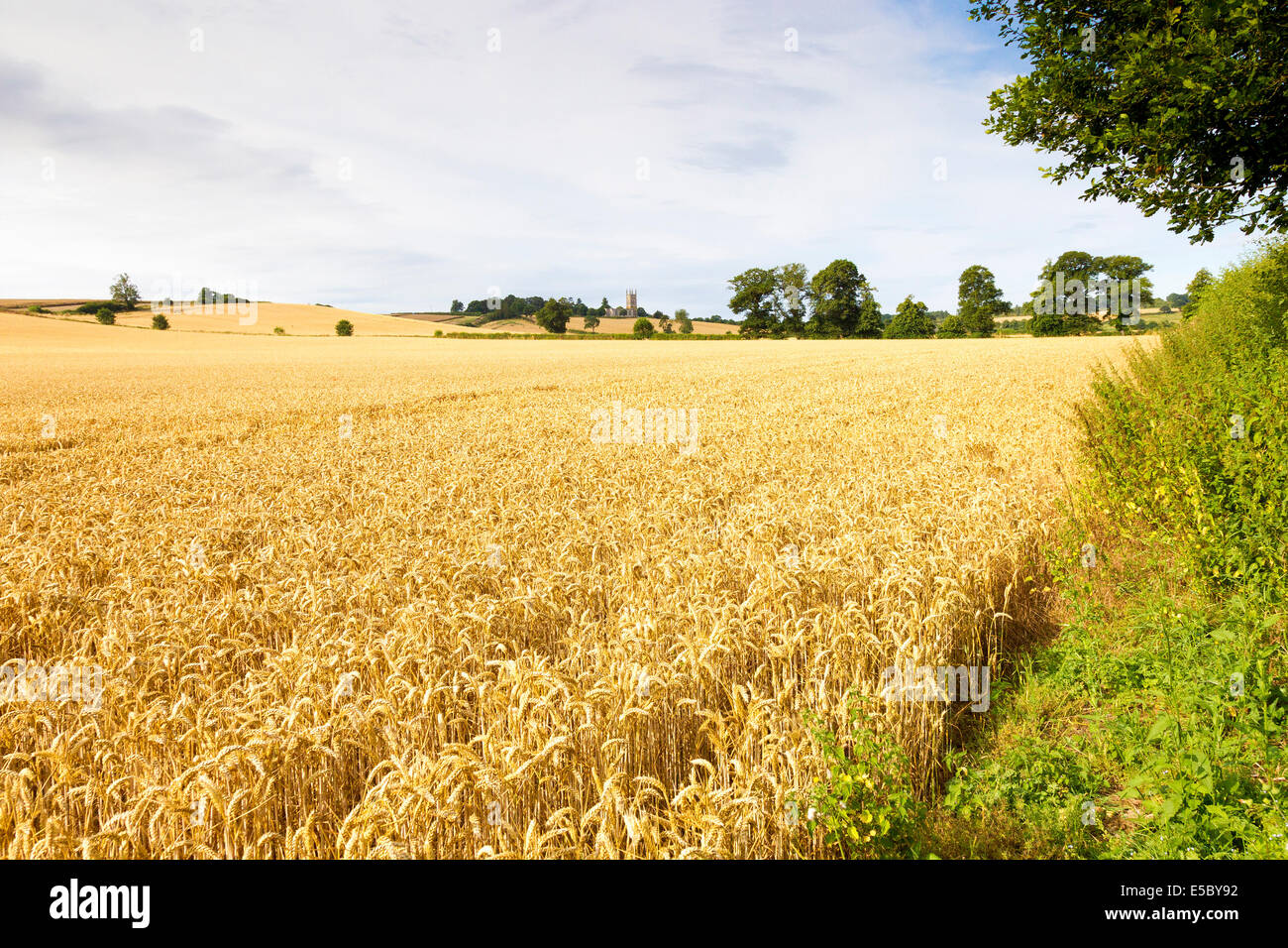 Whiston. Northampton, UK. 27th July 2014. UK UK Weather Wheat fields