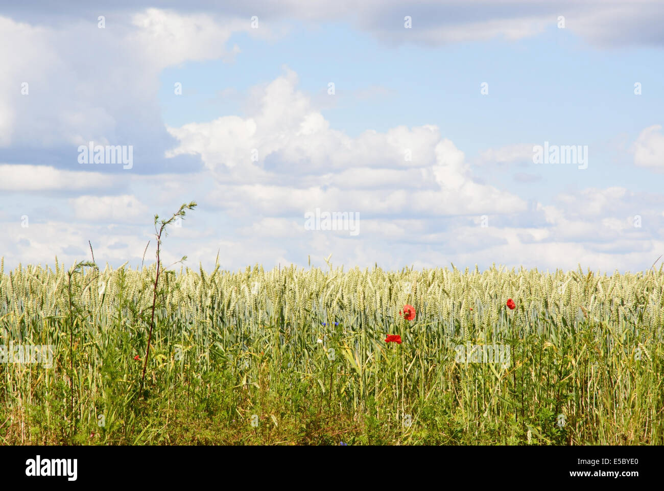 Corn field and red poppies, south Sweden in June. Stock Photo