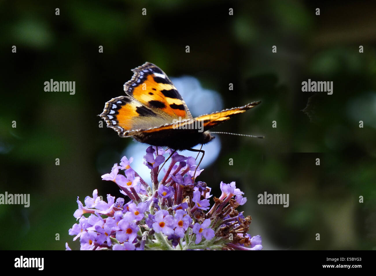 Small tortoiseshell on buddleia flower Stock Photo - Alamy