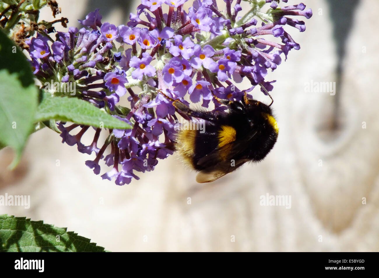 Bumble bee on buddleia Stock Photo