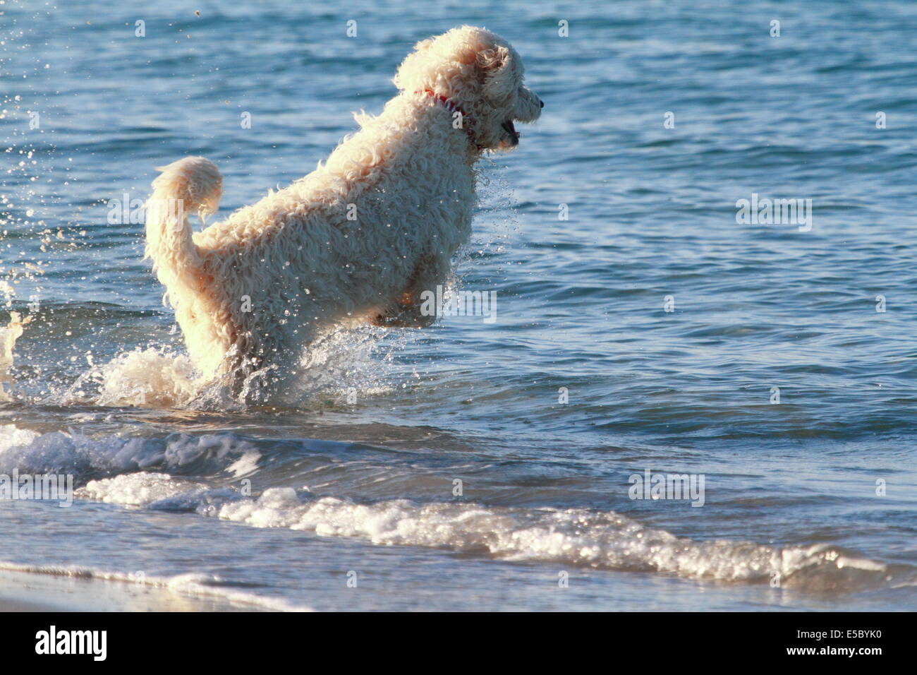 A family dog joyfully leaps off the beach into the ocean in South Beach - Fremantle, Western Australia. Stock Photo